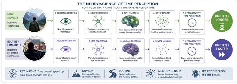 The neuroscience of time perception diagram